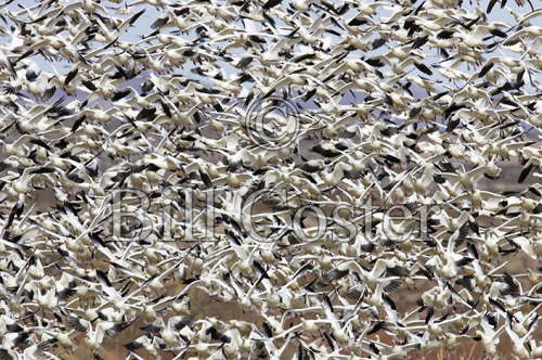 Snow Goose lift off