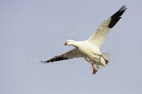 Ross's Goose