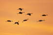 Sandhill Cranes landing at roost site
