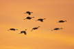 Sandhill Cranes - Landing at Roost Site