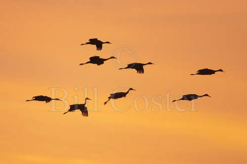Sandhill Cranes landing at roost site