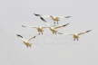 Snow Geese 