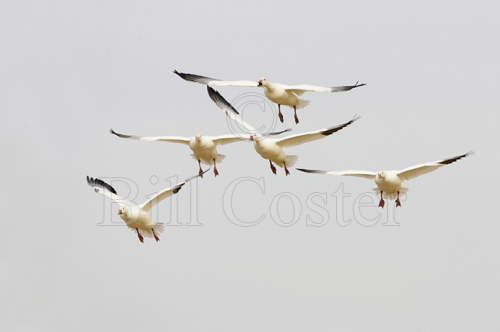 Snow Geese 