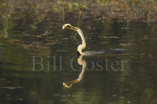 Indian Darter with fish