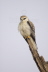 Black-shouldered Kite