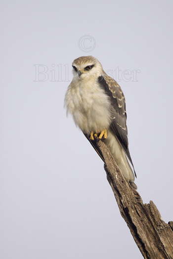 Black-shouldered Kite