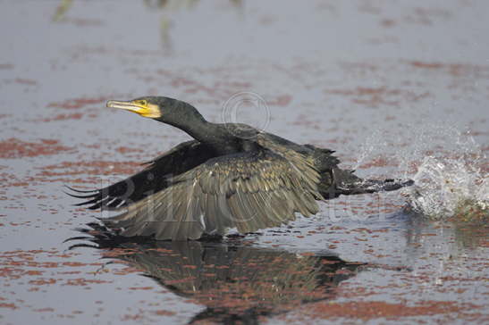 Cormorant taking off