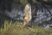 Crested Serpent Eagle with snake