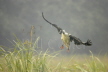 Comb Duck landing