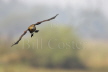 Lesser Whistling Duck flight