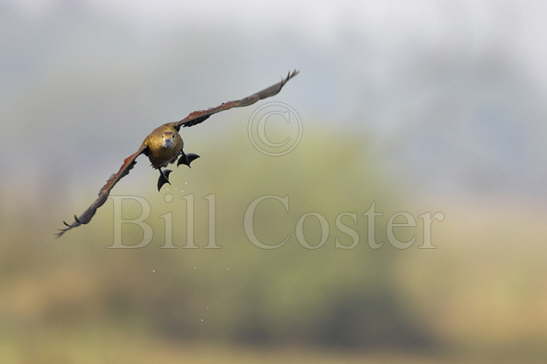 Lesser Whistling Duck flight