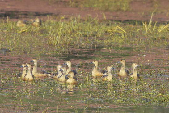 Lesser Whistling Ducks