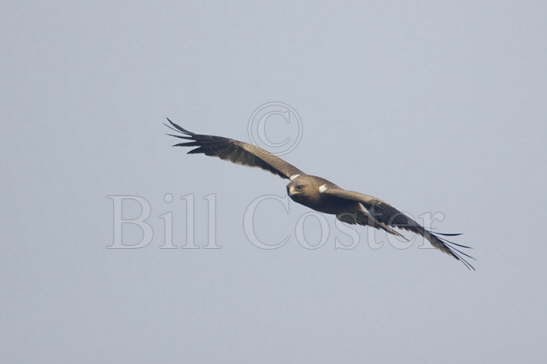 Booted Eagle