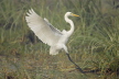 Great White Egret landing