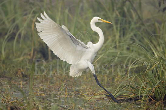 Great White Egret landing