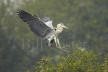 Grey Heron Landing