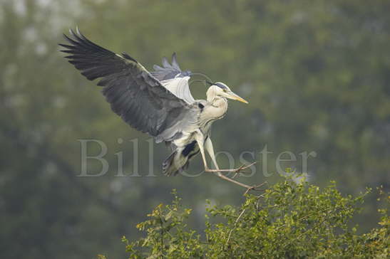 Grey Heron Landing