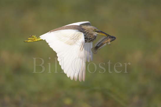 Pond Heron with fish