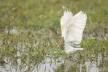 Pond Heron fishing