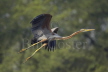 Purple Heron in flight