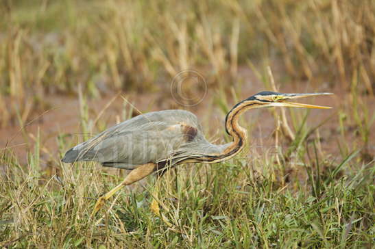 Purple Heron