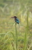 White-throated Kingfisher