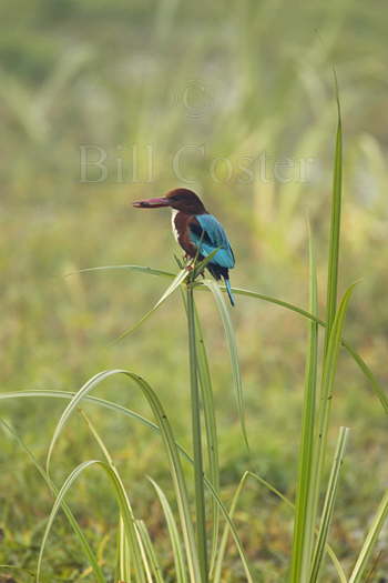 White-throated Kingfisher