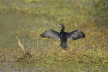 Pygmy Cormorant drying wings