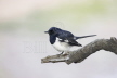 Oriental Magpie Robin