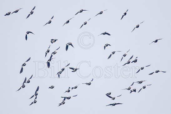 Asian Pied Starling