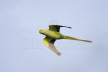 Rose-ringed Parakeet