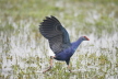 Purple Gallinule running