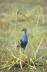 Purple Gallinule