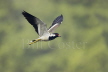 Red-wattled Lapwing flight