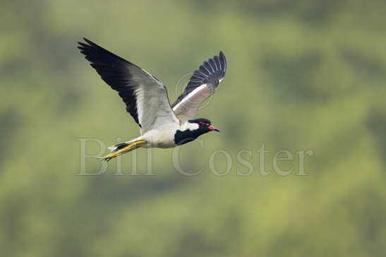 Red-wattled Lapwing flight