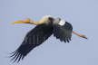 Painted Stork flight