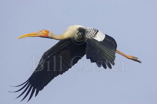 Painted Stork flight