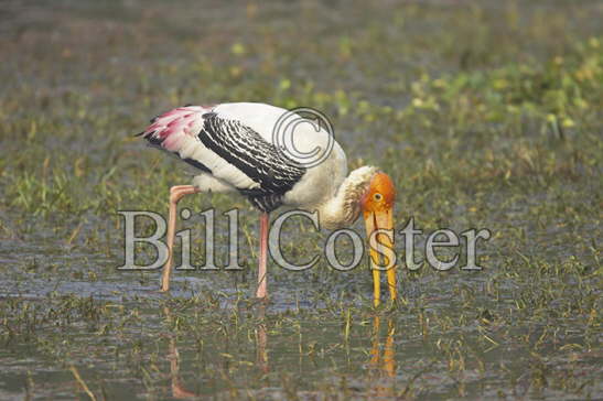 Painted Stork feeding