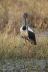 Black Necked Stork