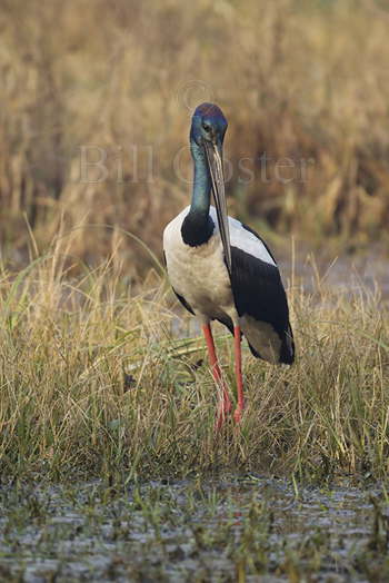 Black Necked Stork