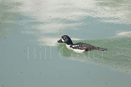 Barrow's Goldeneye