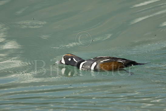 Harlequin Drake catching flies