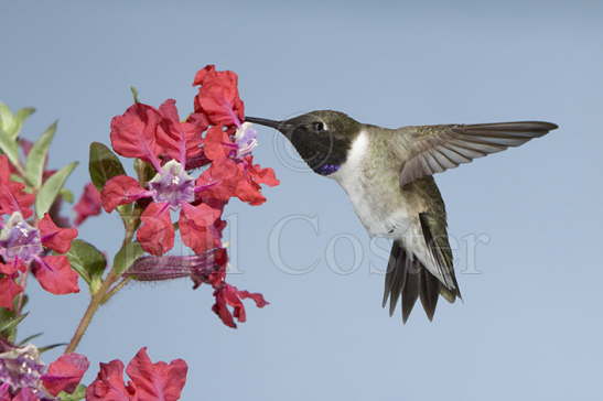 Black Chinned Hummingbird