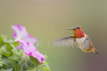 Rufous Hummingbird