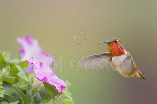 Rufous Hummingbird