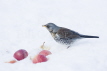 Fieldfare in Snow