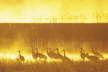 Sandhill Cranes fire in the mist
