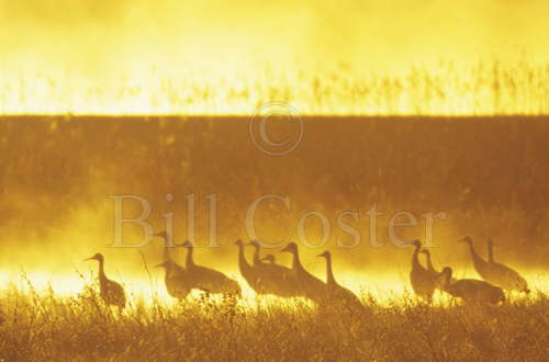 Sandhill Cranes fire in the mist