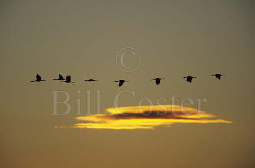 Sandhill Cranes and lone cloud