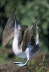 Blue Footed Booby Display